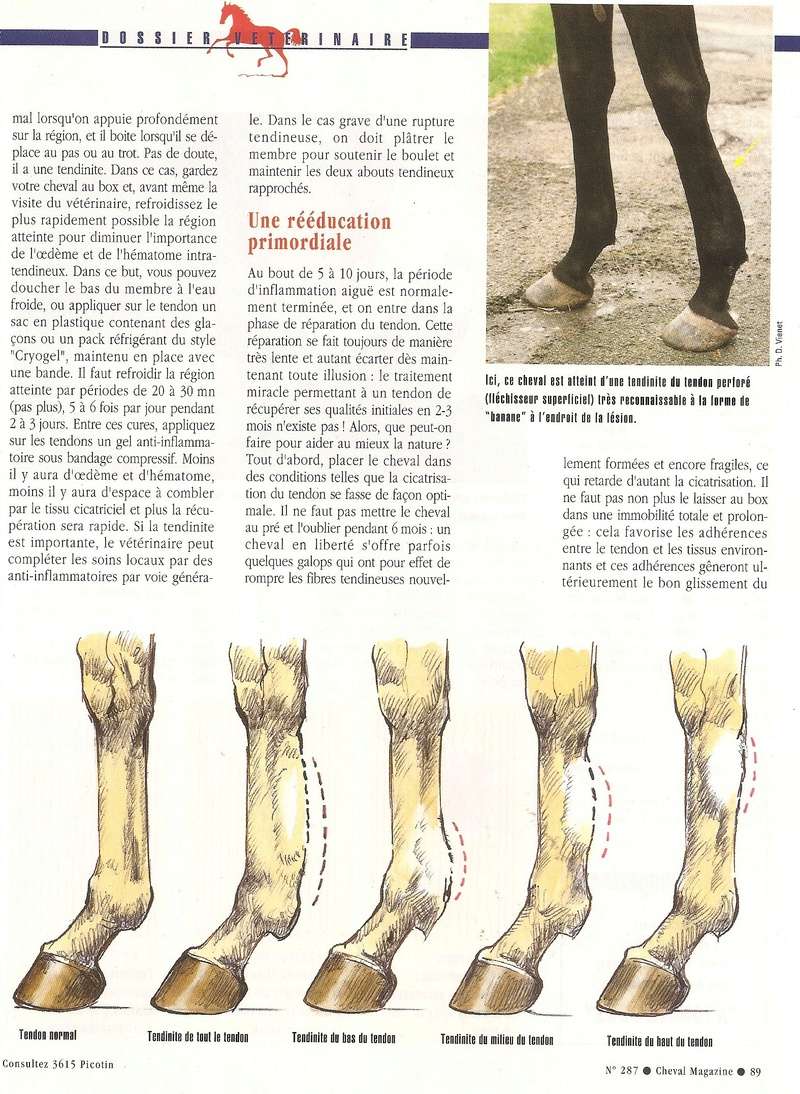 Cheval mag - les articles - Page 3 287-te10