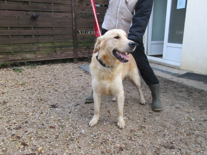 HATCHI GOLDEN RETRIEVER 1,5 ANS Hatchi10