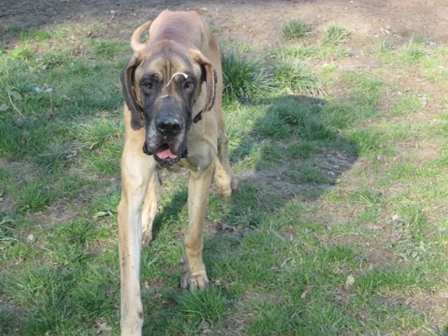 FLAMME DOGUE ALLEMAND DE 4.5 ANS Img_0415