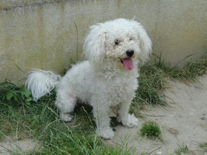 PEPY BICHON MÂLE DE 3 ANS Pepy10