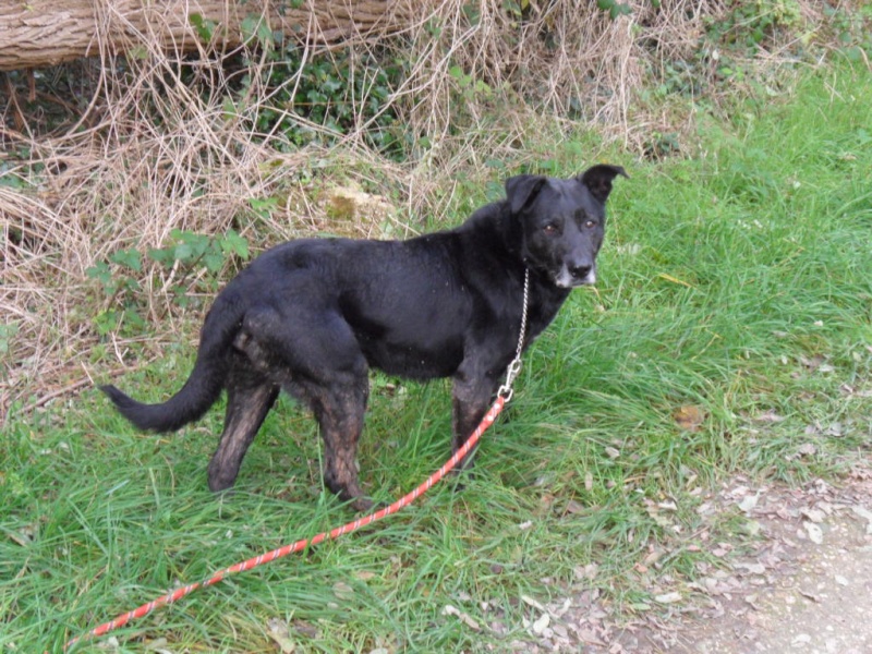 MIKA - x labrador 9 ans (2 ans de refuge) - Refuge de Nailly (89) Sam_2228