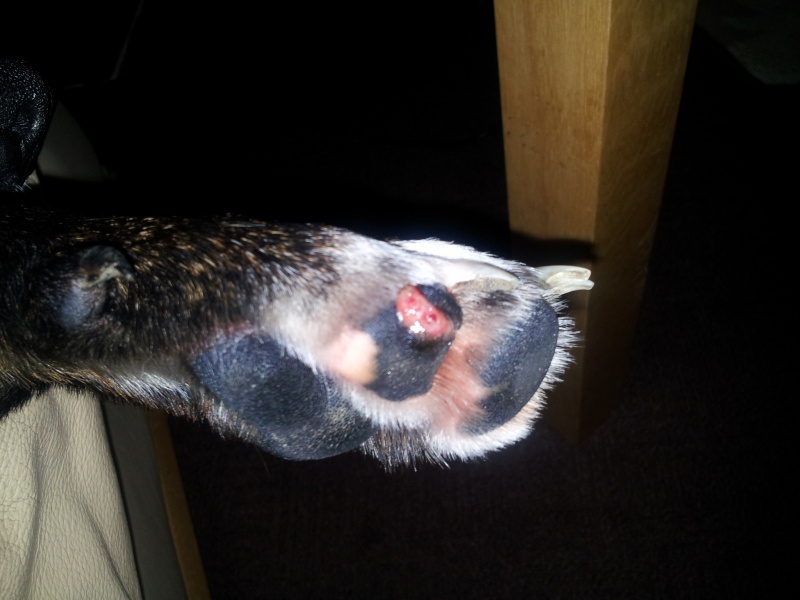 My dog cut his paw on piece of glass 111