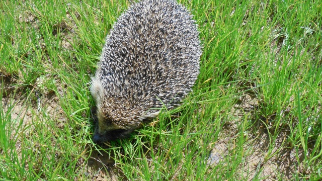 Hérisson en promenade (Erinaceus europaeus) Img_1027