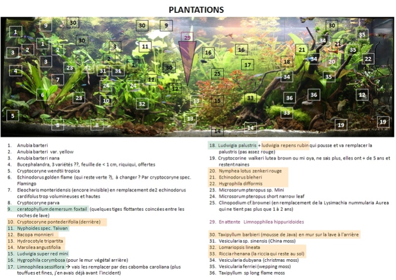 Besoin de conseil de connaisseur - choix d'une plante Plan_e11