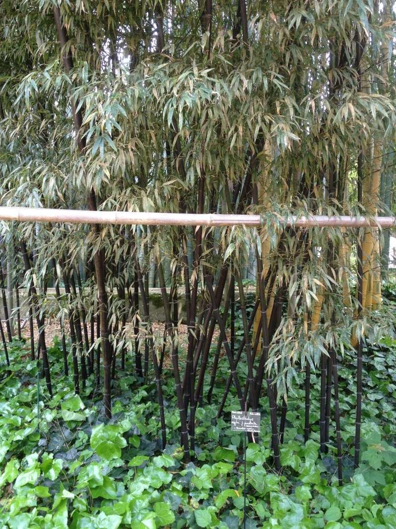 La bambouseraie d'Anduze Img_0610