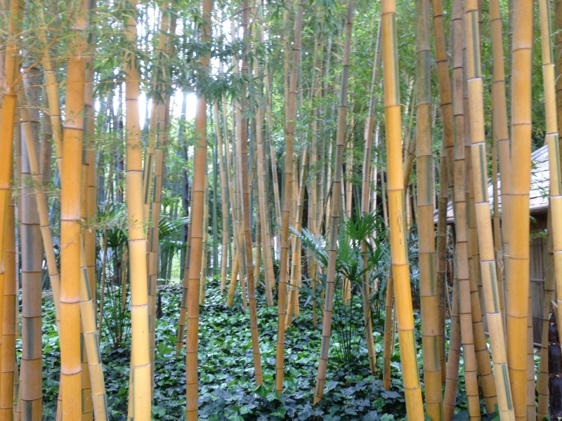 La bambouseraie d'Anduze Img_0611