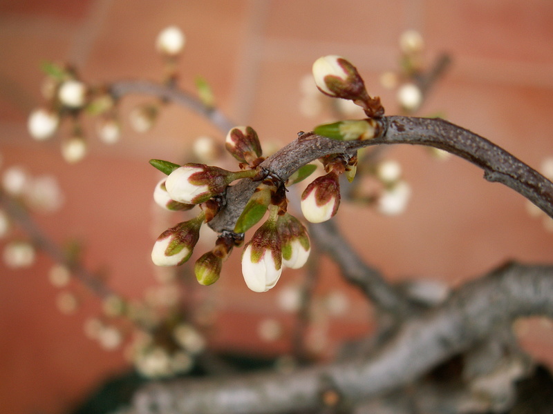 Spring flowering bonsai Blosso10