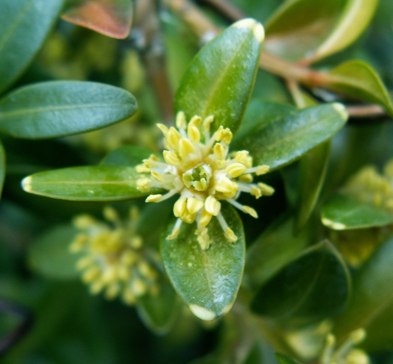 Spring flowering bonsai Blosso11