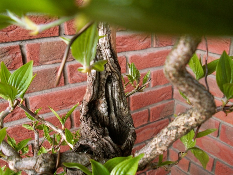 Cornus mas.  Double trunk Dead_w10