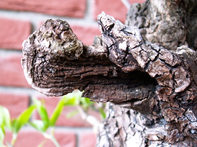 Cornus mas.  Double trunk Dead_w11