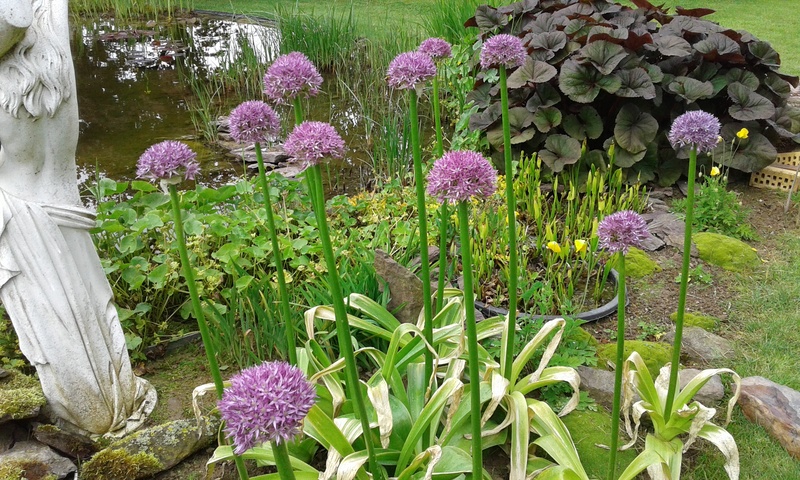 Plantes de mon jardin 20170526