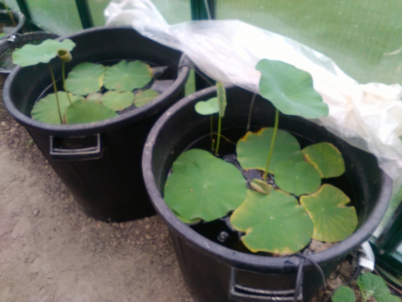 Germination des graine de lotus (nelumbo) Img_2019