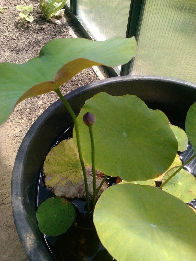 Germination des graine de lotus (nelumbo) Img_2021