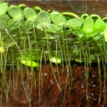 friandise verte pour poissons: lemna minor  Lemna_10