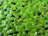 friandise verte pour poissons: lemna minor  Lemna_11