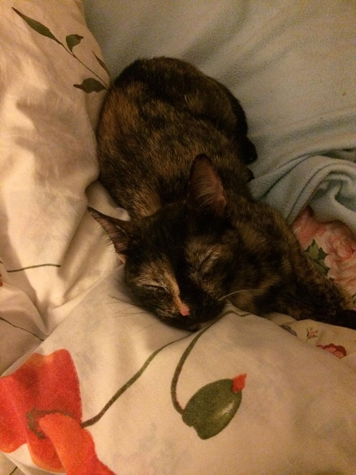 Molly, chaton femelle de 9mois ( adoptée et renommée Lily ) 16832011