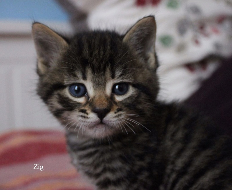Zig, chaton de 1mois ( adopté ) 18489410