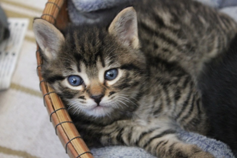 Zig, chaton de 1mois ( adopté ) 18556710