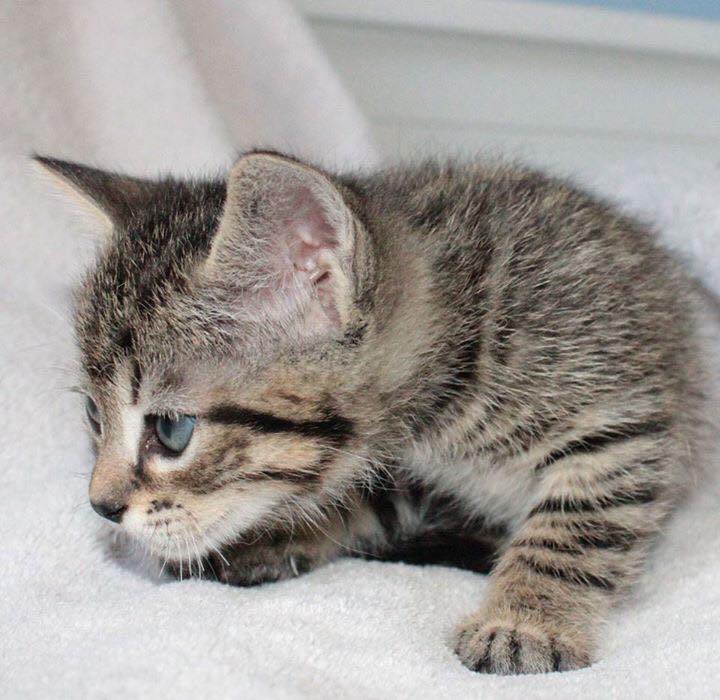 Puce, chaton mâle de 1mois ( adopté ) 18620410