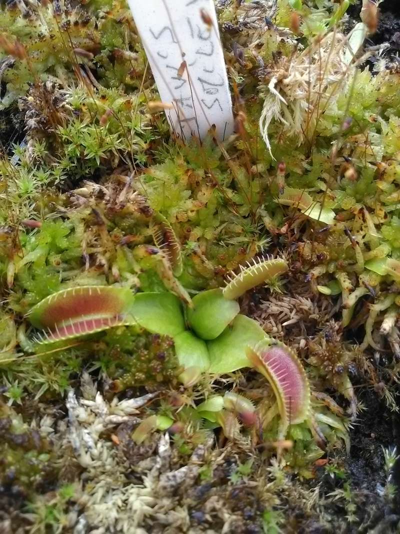 Les carnivores dans les hauts de France ^^ Img_2047