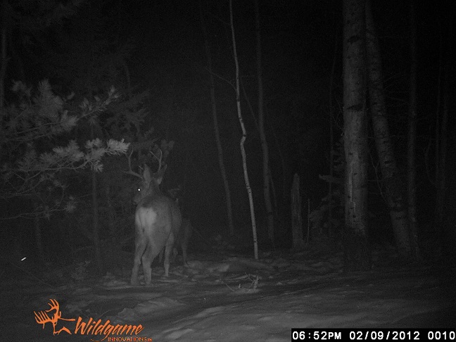 A few new deer pics Wgi_0018