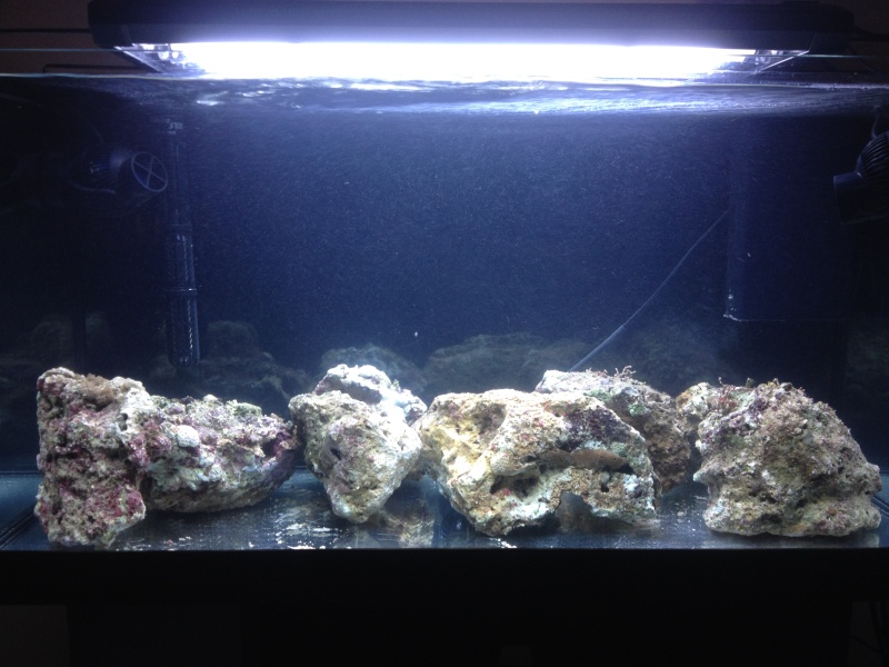 OverTone's Nano Reef - 110L - Page 3 Img_1527