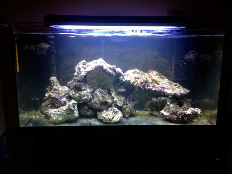OverTone's Nano Reef - 110L - Page 4 Img_1716