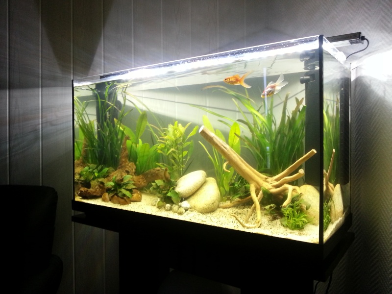 Mon premier Aquarium !  Bac ouvert (100L) 20131213