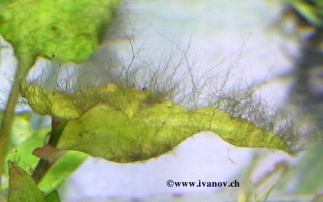 Les algues en aquarium d'eau douce Algbar10