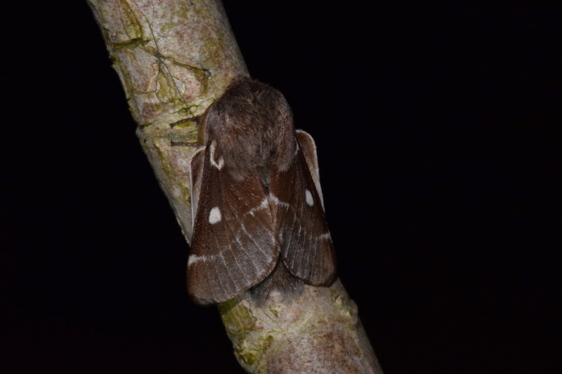 Soirée du 9 mars : Agonopterix ocellana, Eriogaster lanestris 2017-016