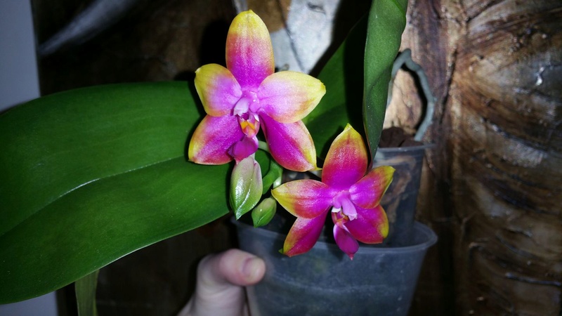 Phalaenopsis Princess Kaiulani 'Miki' (violacea x amboinensis) Pk_mik10