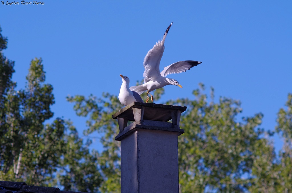 Oiseaux Imgp1710