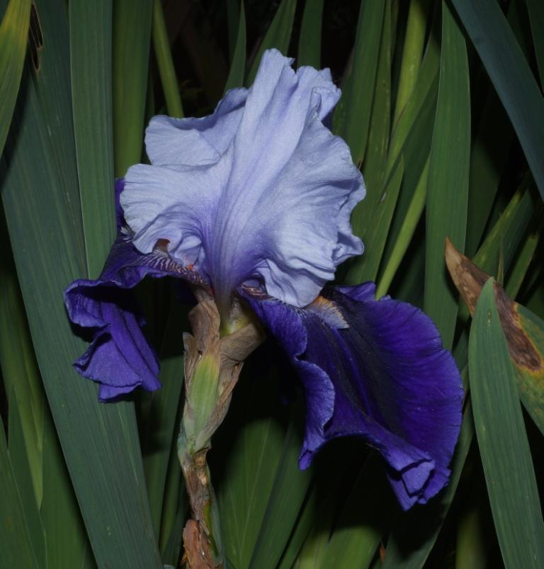 iris - Schwertliliengewächse: Iris, Tigrida, Ixia, Sparaxis, Crocus, Freesia, Montbretie u.v.m. - Seite 20 Dsc02711