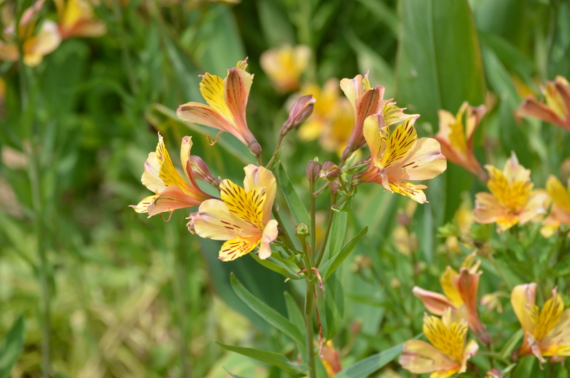 (81) Le jardin des Martels - Giroussens Dsc_0113