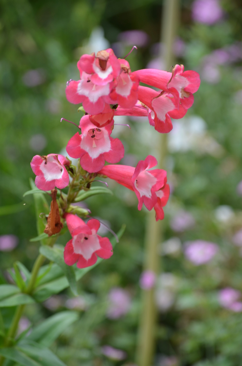 (81) Le jardin des Martels - Giroussens Dsc_0118