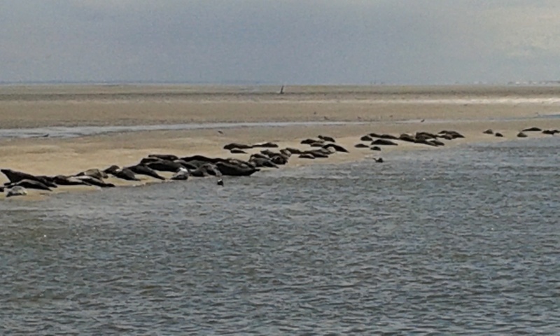 Baie d'Authie , Berch sur Mer (62) 20170512