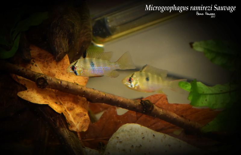 Microgeophagus ramirezi sauvage Couple10