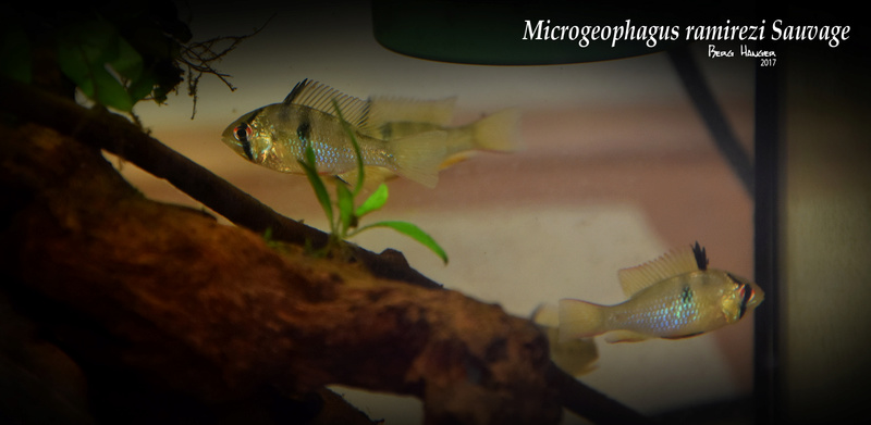 Microgeophagus ramirezi sauvage Groupe12