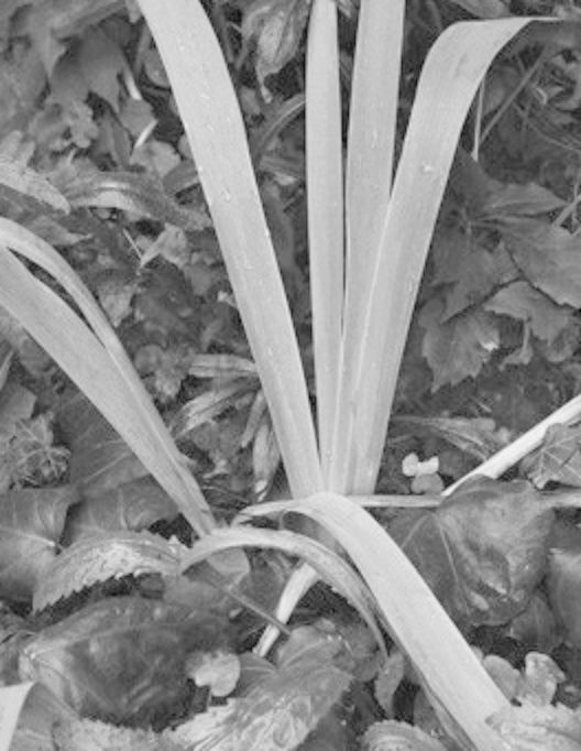 Jardins A201