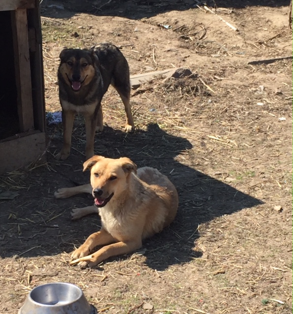 SHADOW - Chien mâle croisé Berger, né en juin 2016 (CARMINA) Fullsi70