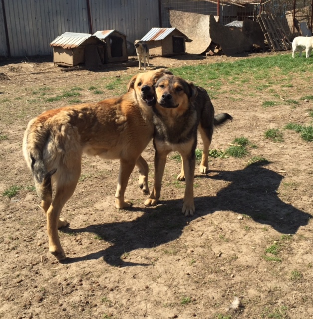 SHADOW - Chien mâle croisé Berger, né en juin 2016 (CARMINA) Fullsi71