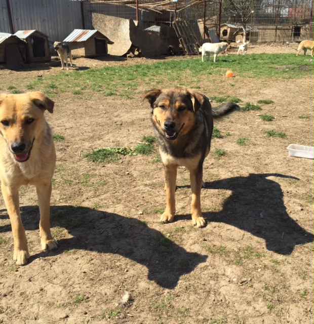 SHADOW - Chien mâle croisé Berger, né en juin 2016 (CARMINA) Fullsi72