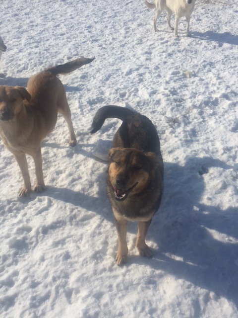 SHADOW - Chien mâle croisé Berger, né en juin 2016 (CARMINA) Img_2249