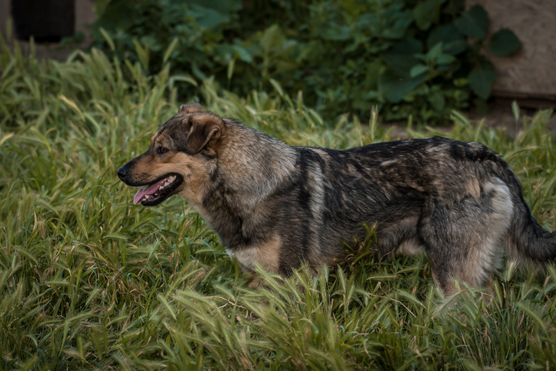 SHADOW - Chien mâle croisé Berger, né en juin 2016 (CARMINA) Shadow10