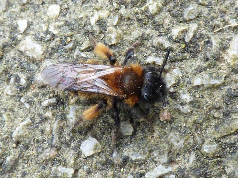 abeille rouse : Andrena bicolor (?) Abeill10