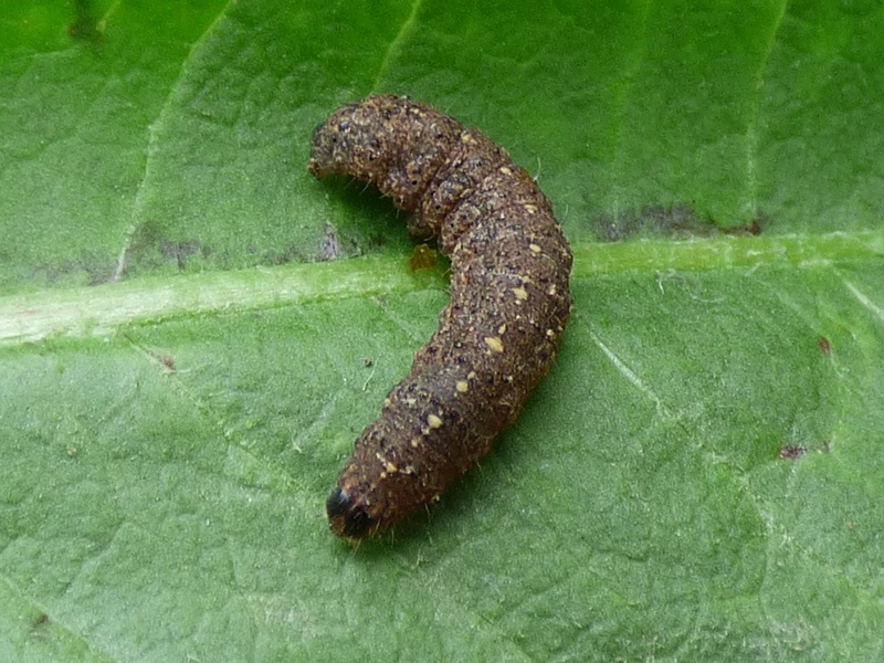 chenille brune d'avril (Caradrina) Chenil12