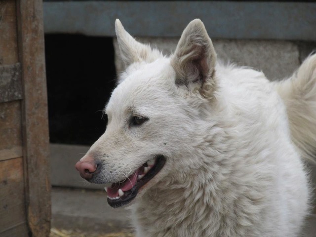 FEHER- né 2015 - Env 14 kg- Gentil, et tellement beau (BELLA) - ADOPTE - Page 2 03_20107