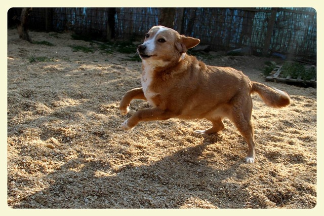 MIMI - Née 2011 - 12 kg - ex chienne errante aimerait trouver sa famille - (REAA) - Page 2 04_20289