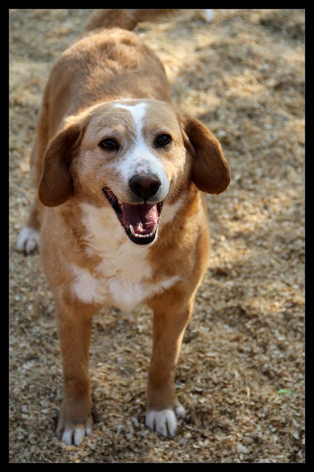 MIMI - Née 2011 - 12 kg - ex chienne errante aimerait trouver sa famille - (REAA) - Page 2 04_20291