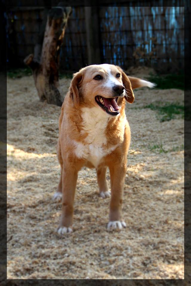 MIMI - Née 2011 - 12 kg - ex chienne errante aimerait trouver sa famille - (REAA) - Page 2 04_20294